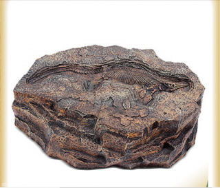 Археологический камень с ихтиозавром